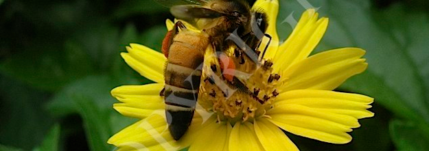 Bees Unlimited - Dorsata