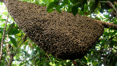 Rafter Beekeeping