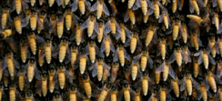 Rafter Beekeeping