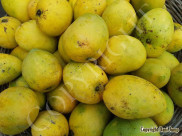 mangoes-1020230309_081820