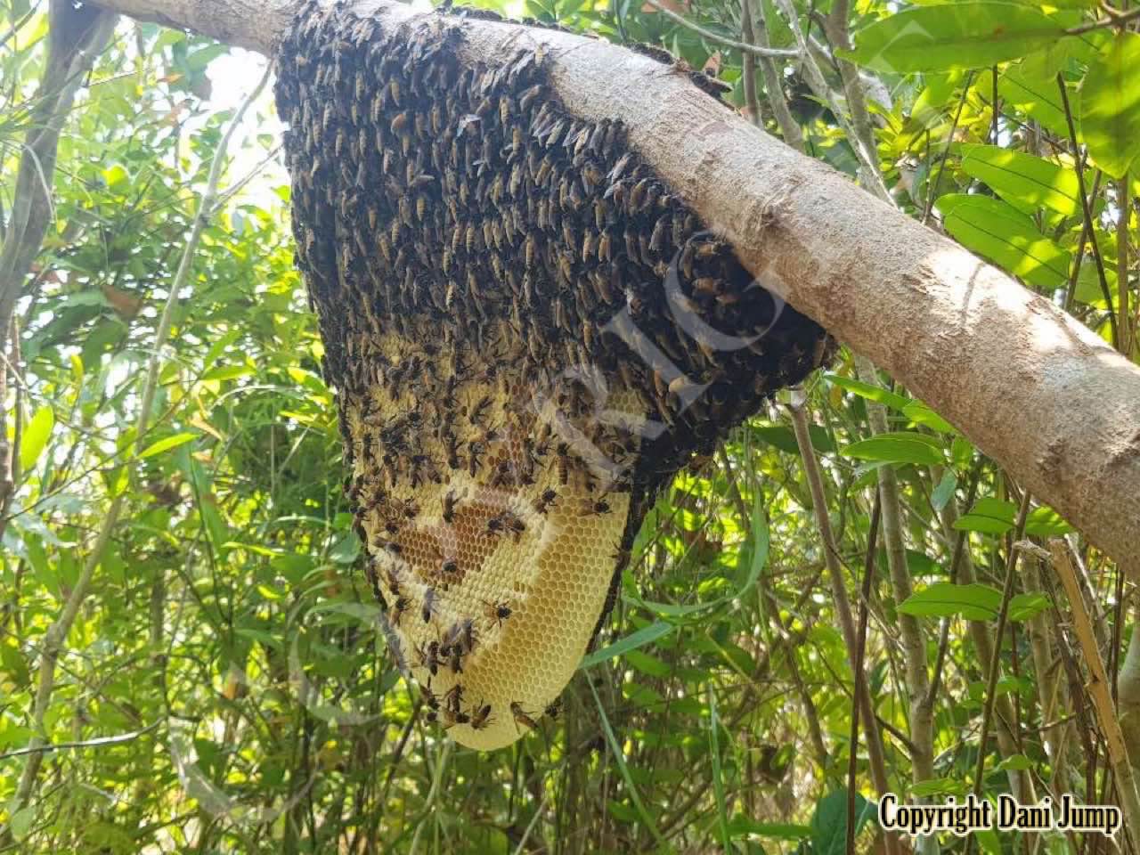 Bee Tours Rafter Beekeeping