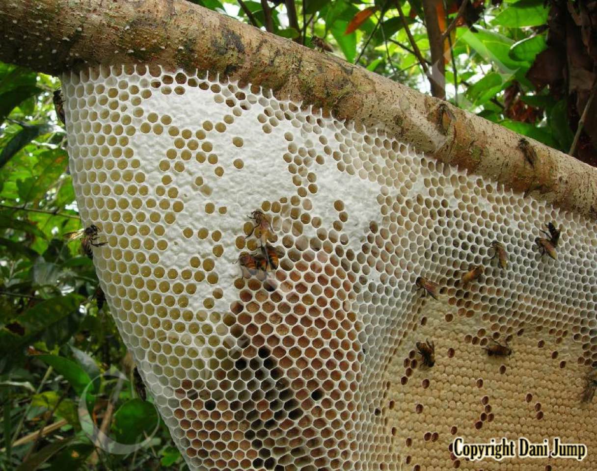 Bee Tours Rafter Beekeeping