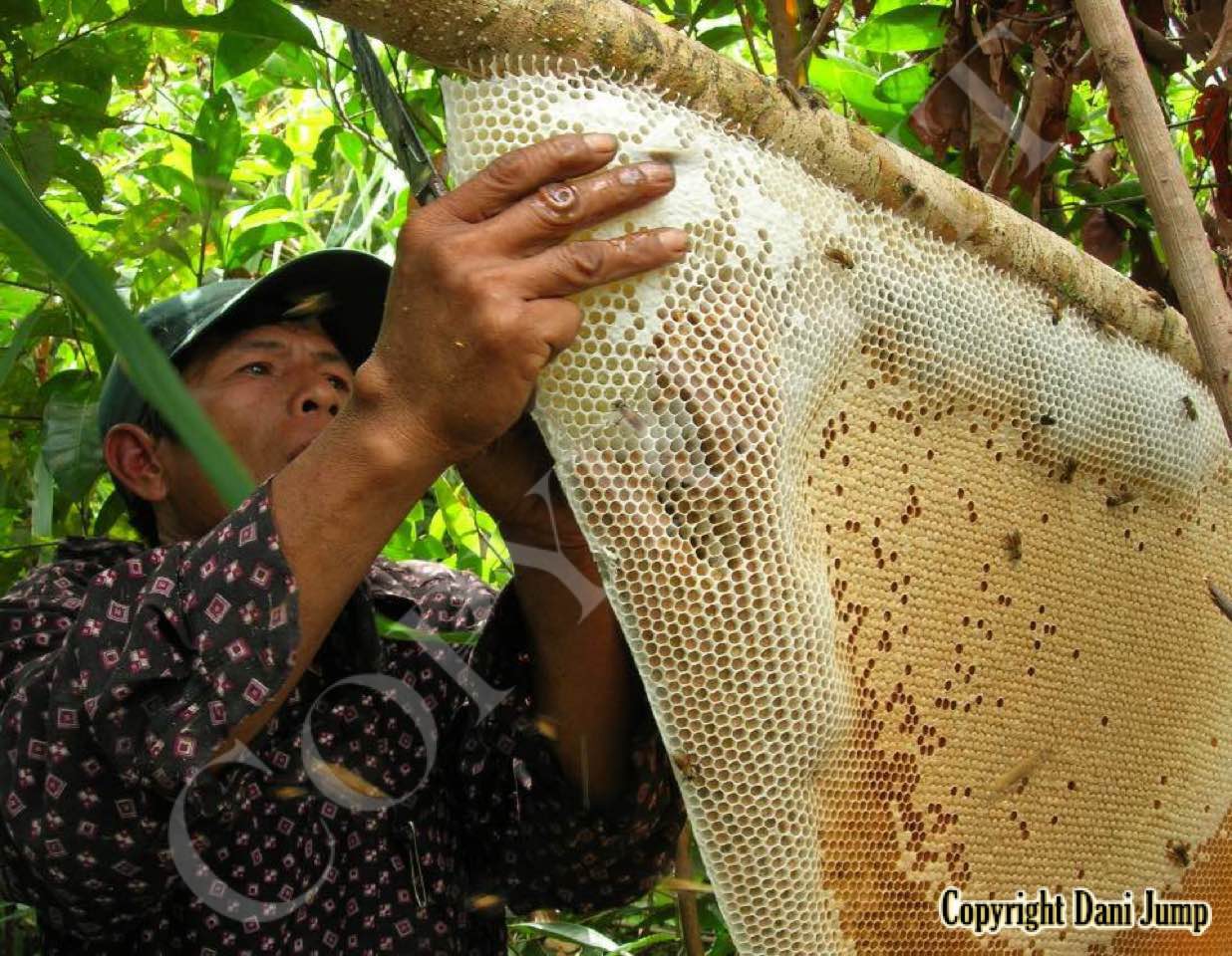 Bee Tours Rafter Beekeeping