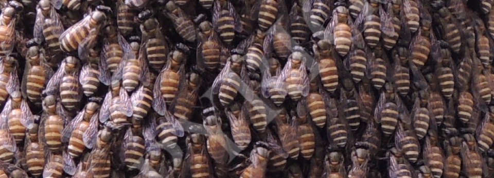 Adreniformis