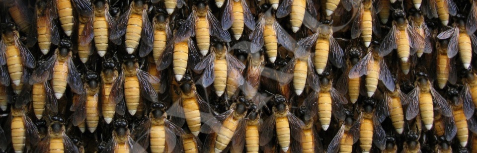 Apis Dorsata