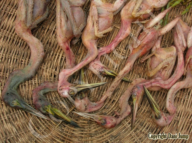 Birds 2011