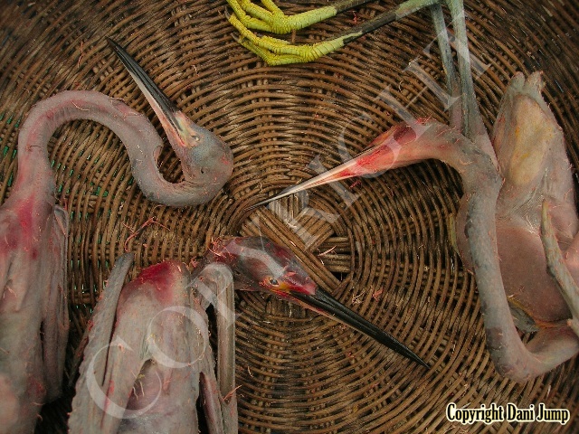 Birds 2012