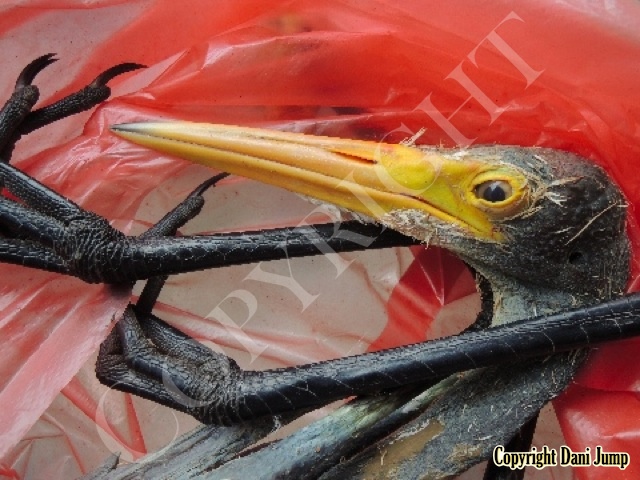 Birds 2015