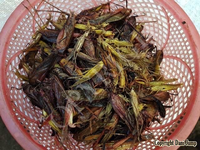 Bees Unlimited - Edible Insects—Cambodian-Style
