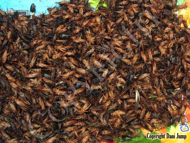 Bees Unlimited - Edible Insects—Cambodian-Style