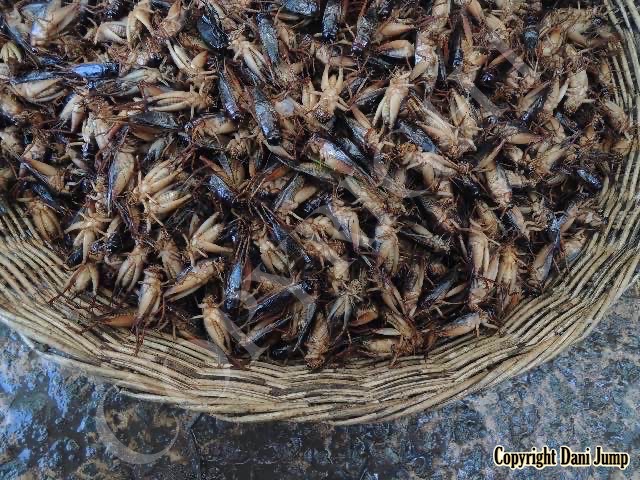 Bees Unlimited - Edible Insects—Cambodian-Style