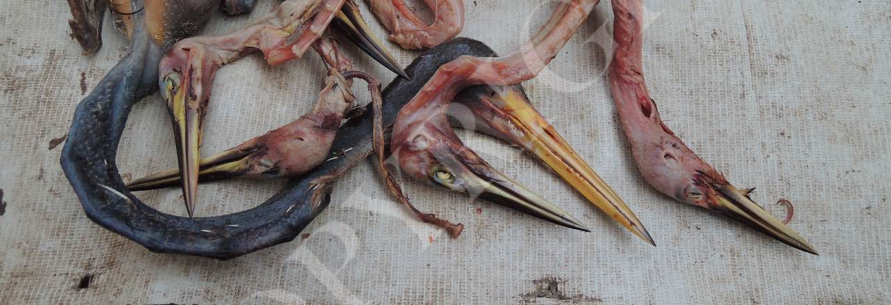 Media Birds 2016