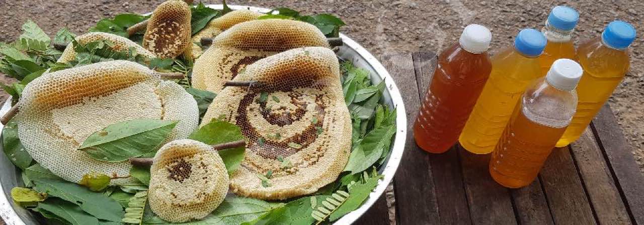 Bee Brood and Honey