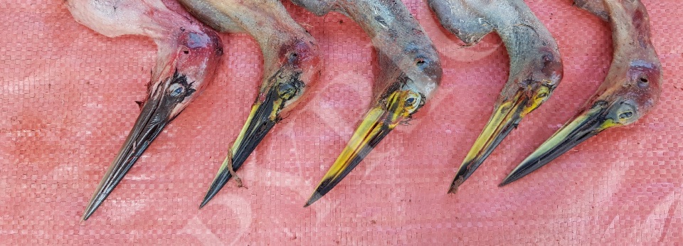 Media Birds 2019