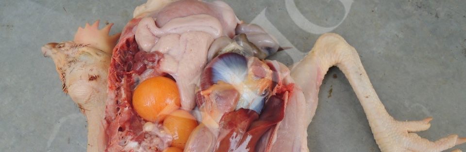 Chickens