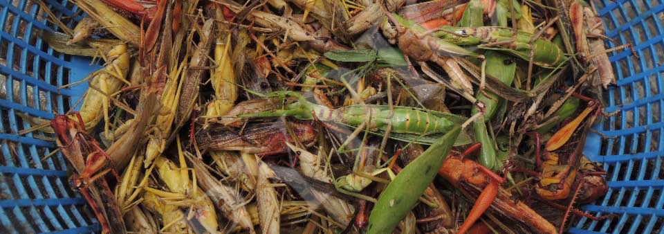 Edible Insects-Cambodian-Style