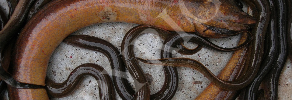 Eels