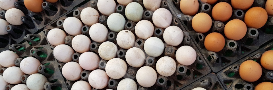 Eggs