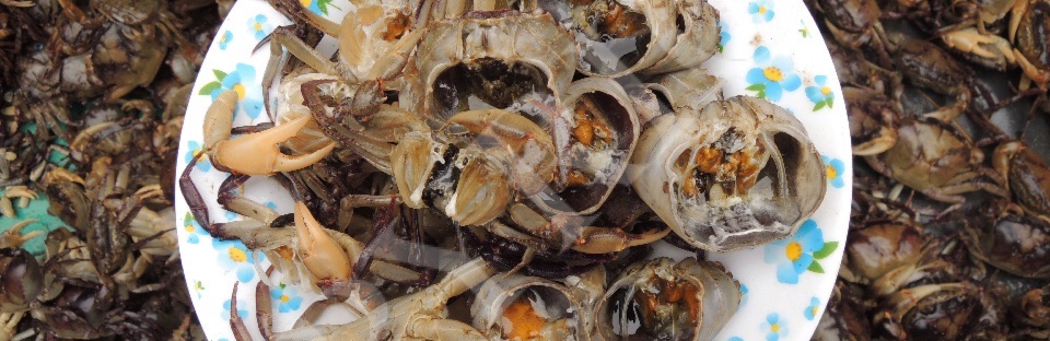 Freshwater Crabs