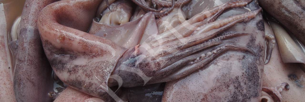 Media Seafood