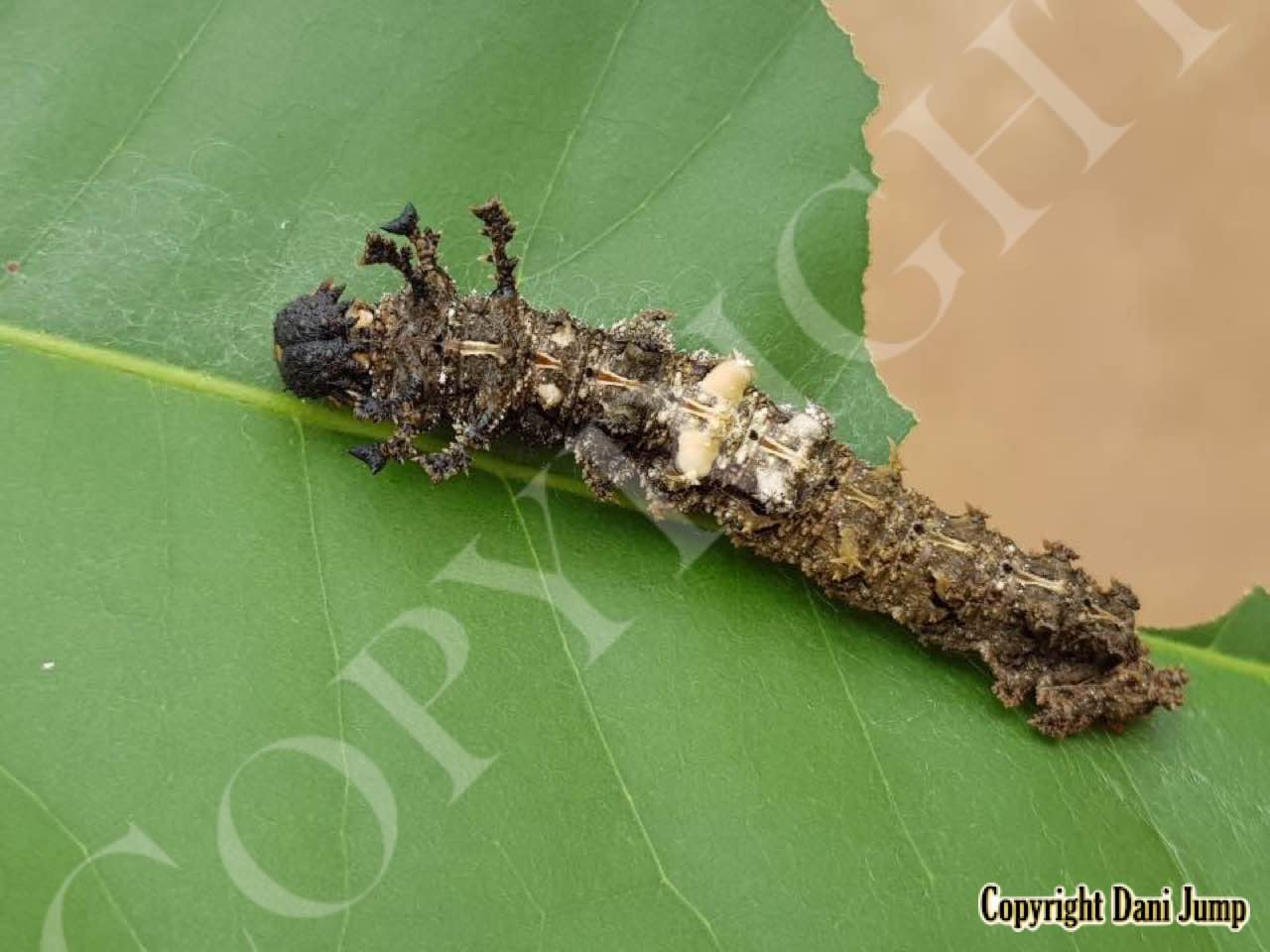 Butterfly Larvae