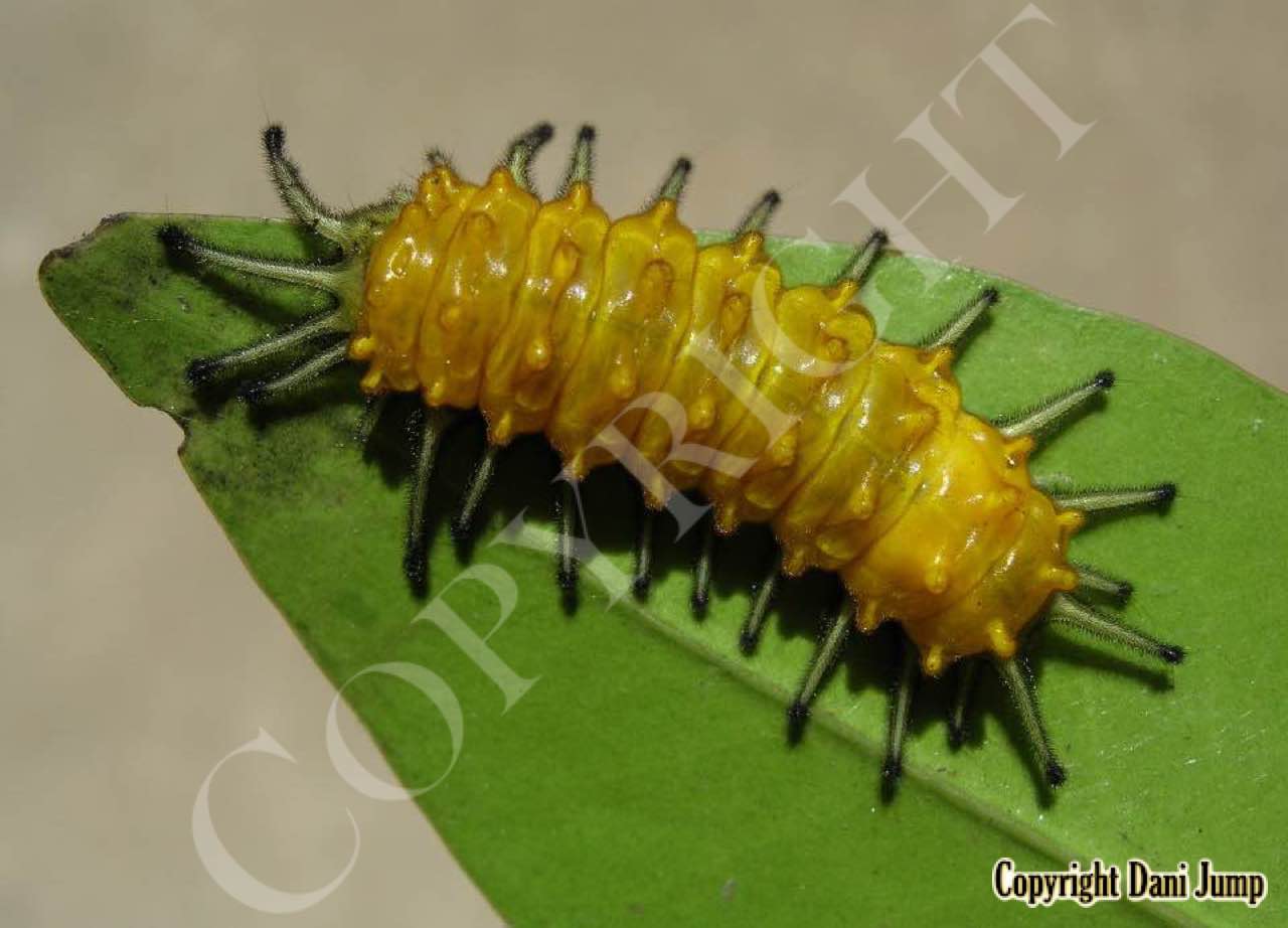 Moth Larvae