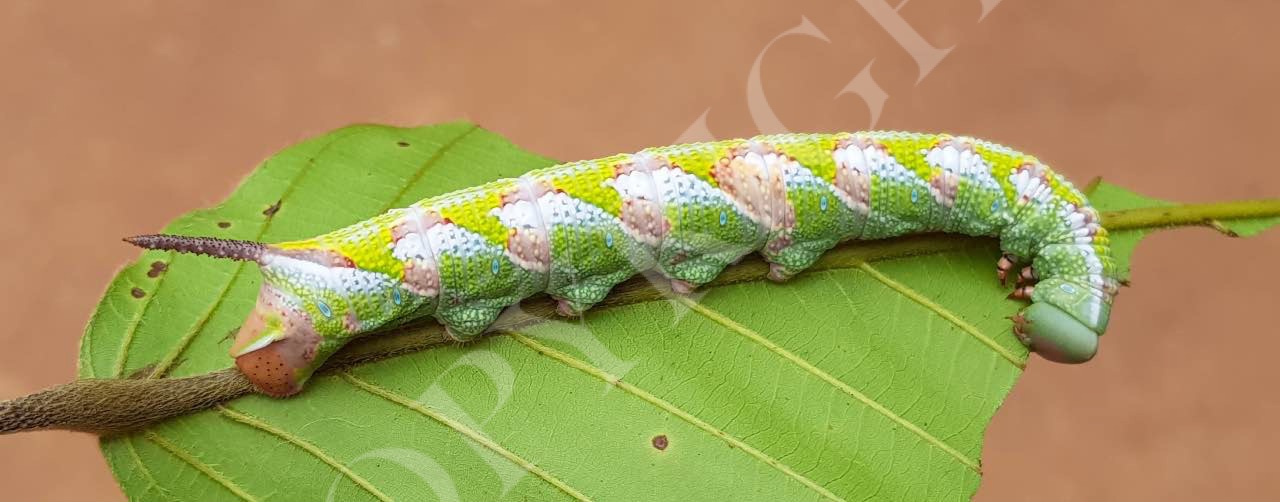 Moth Larvae