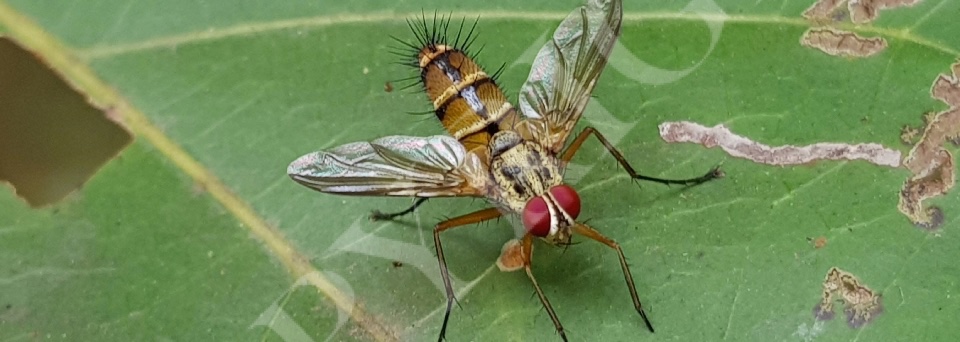 Flies