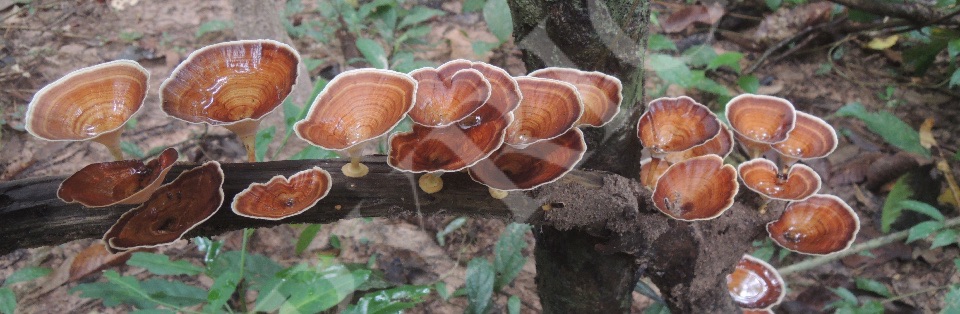 Fungi