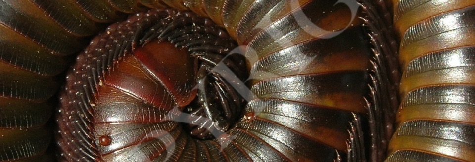 Millepedes
