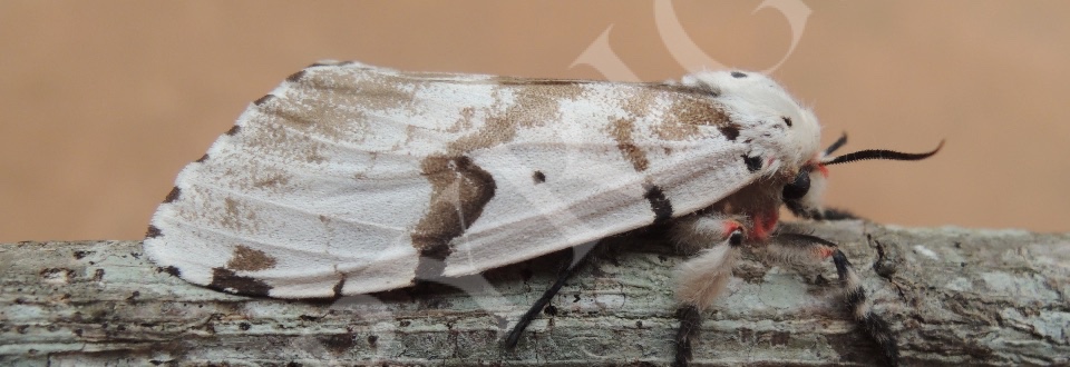 Moths