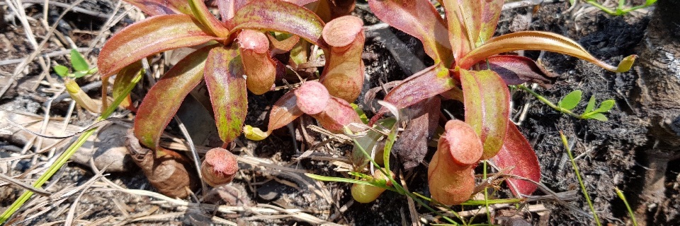 Nepenthes