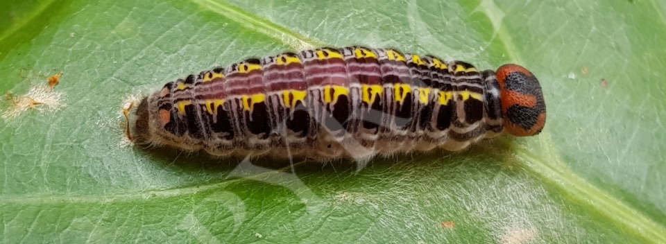 Pre-pupae
