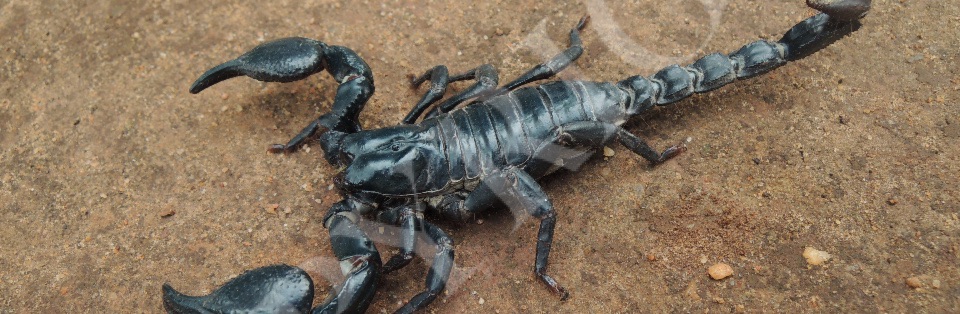 Scorpions