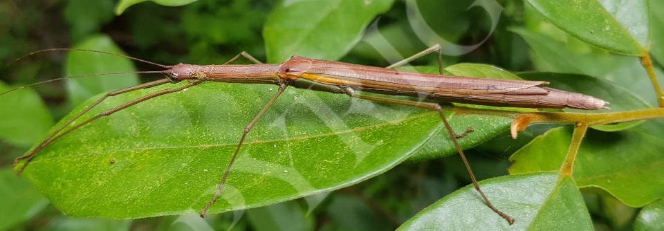 Stick Insects Leaf Insects