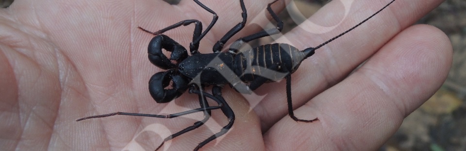 Whip Scorpions