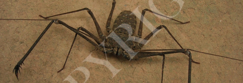 Whip Spider