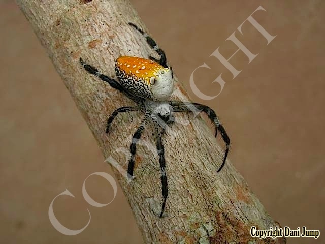 Spiders