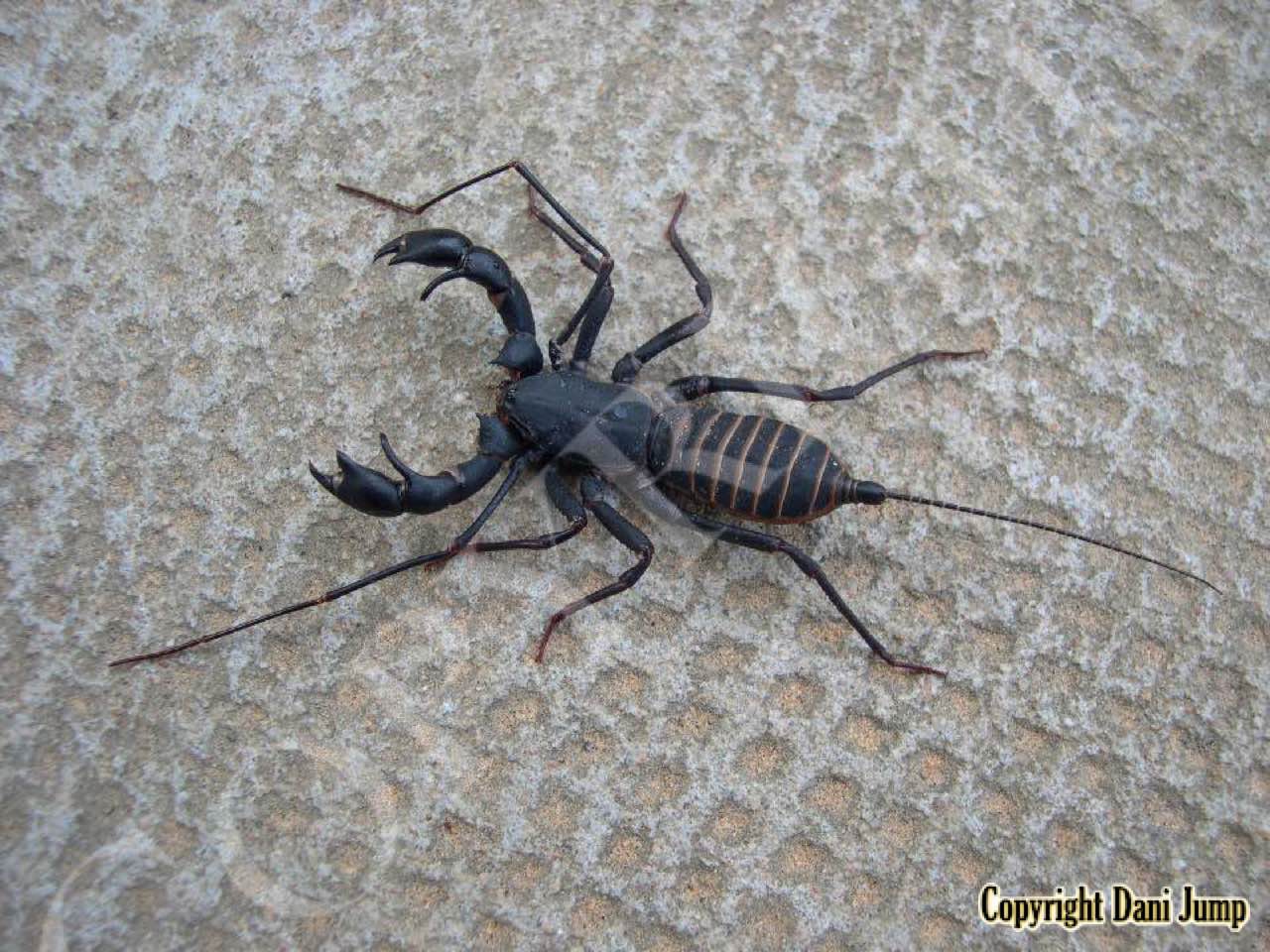 Whip Scorpions